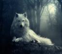 WolFlanD آواتار ها